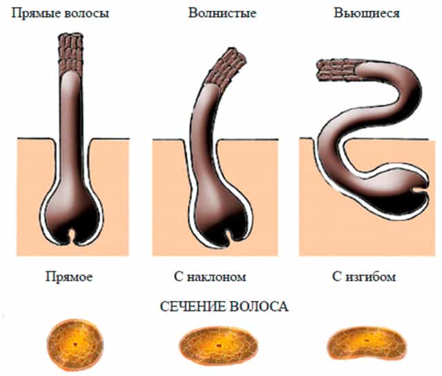 Строение волосяного фолликула схема